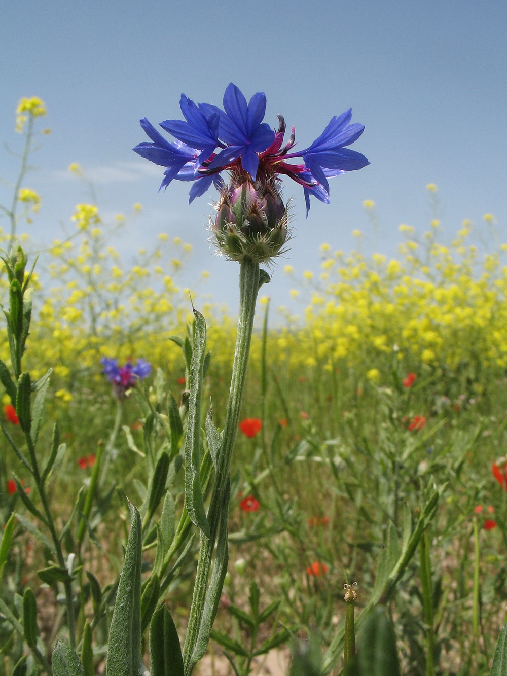 Image of Centaurea depressa specimen.