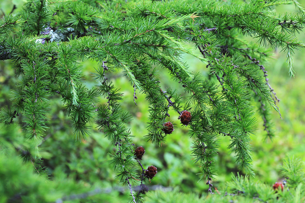 Изображение особи Larix olgensis.