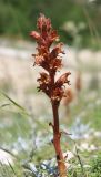 Orobanche subspecies xanthostigma