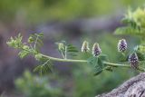 Glycyrrhiza echinata