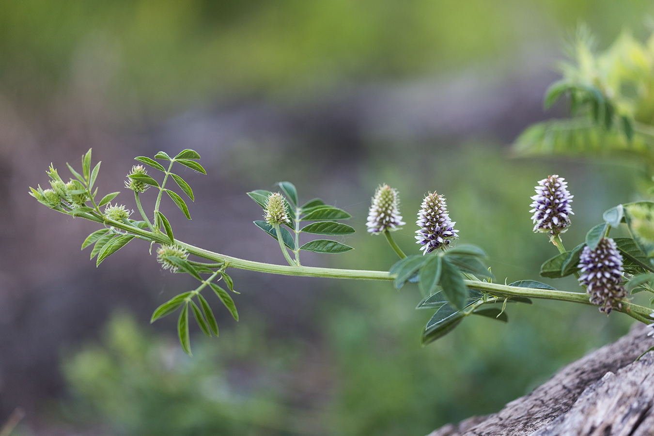 Image of Glycyrrhiza echinata specimen.