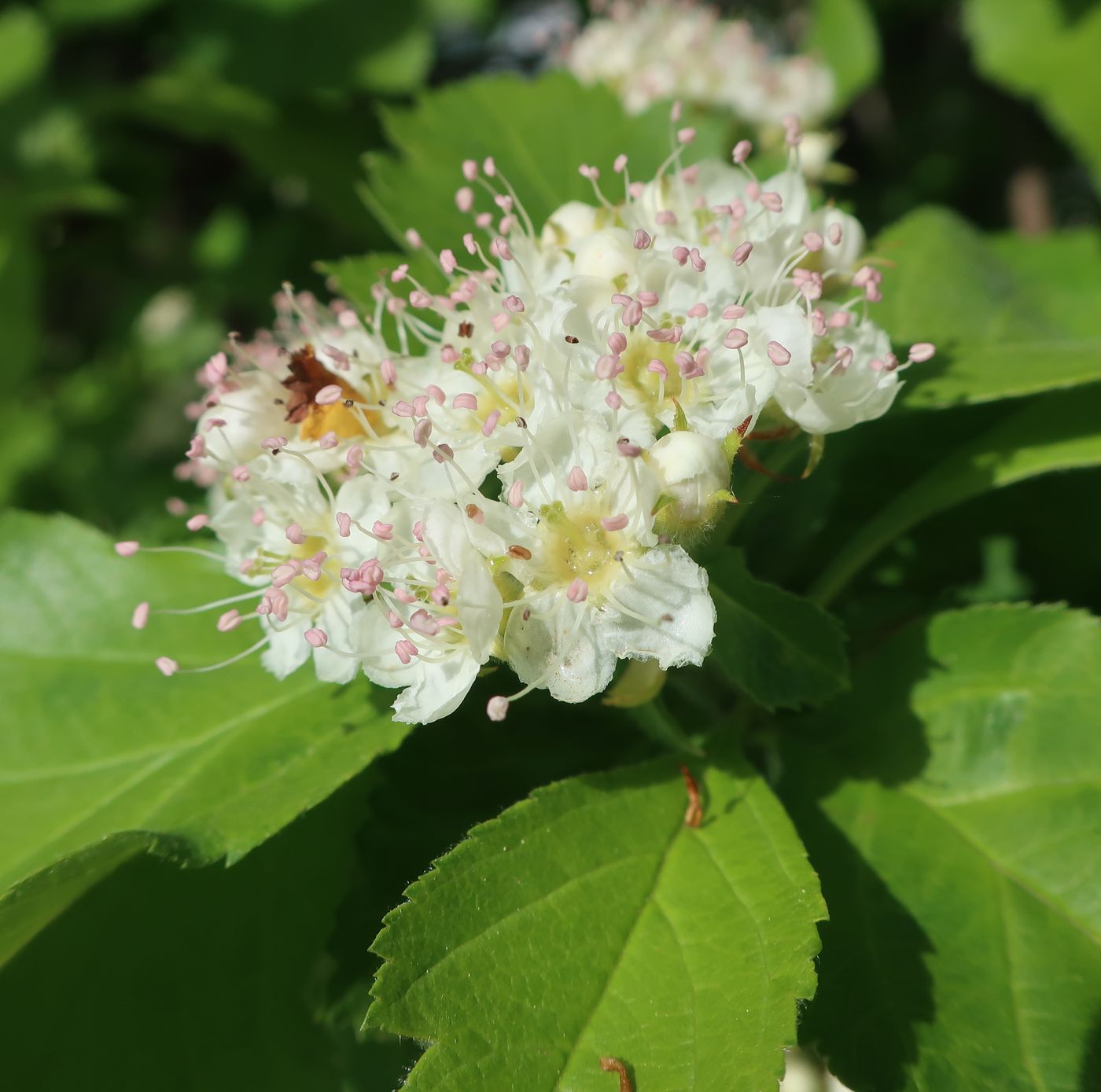 Image of genus Crataegus specimen.