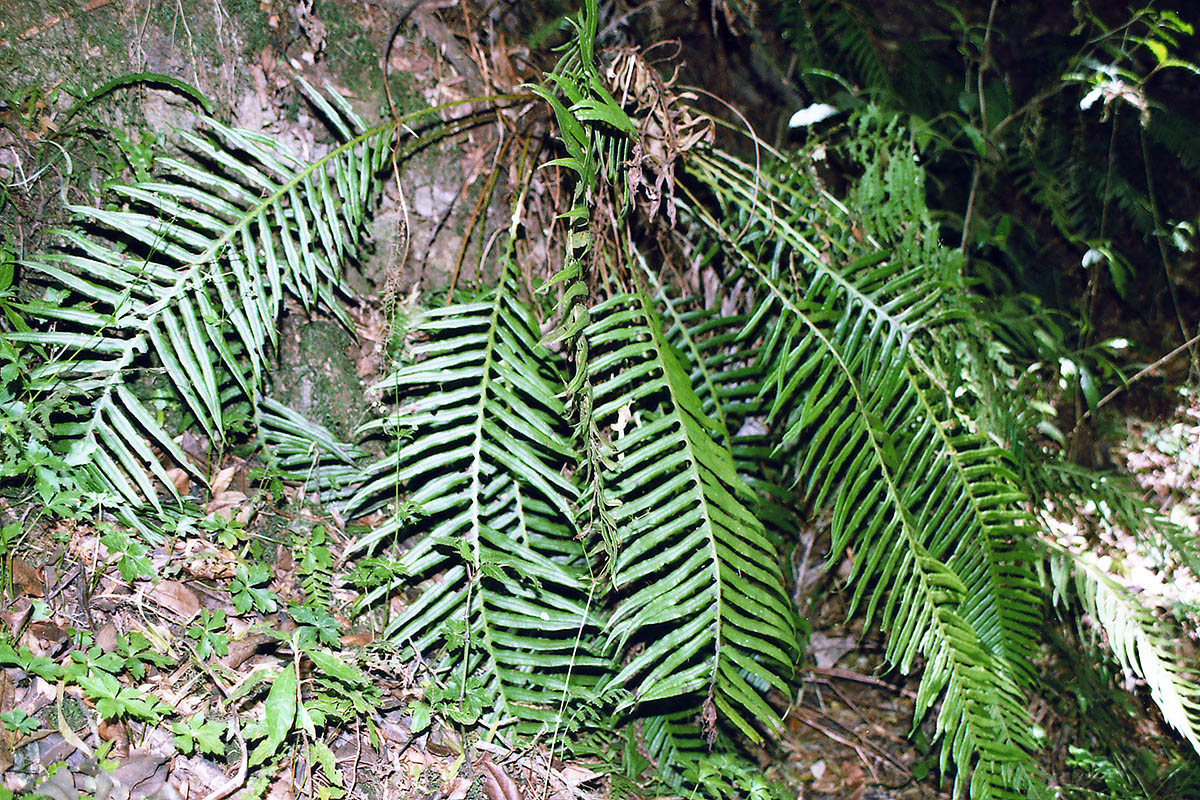 Image of class Polypodiopsida specimen.