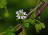 Myosoton aquaticum