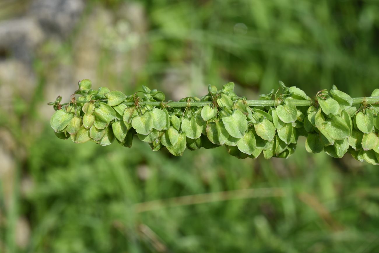 Изображение особи Rumex longifolius.