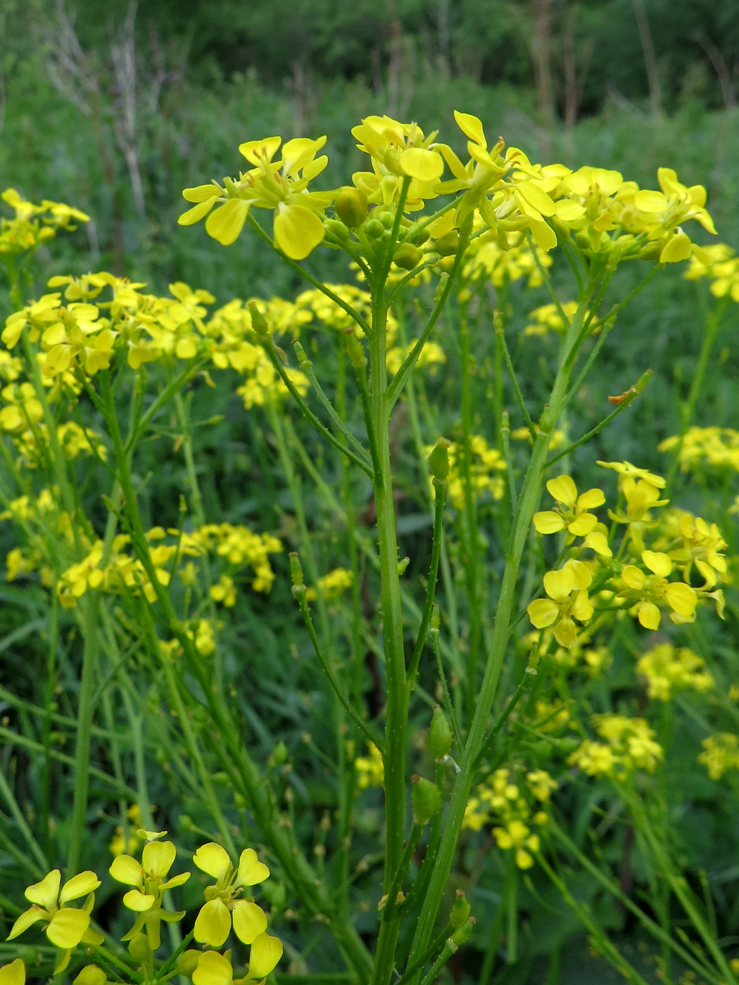 Image of Bunias orientalis specimen.