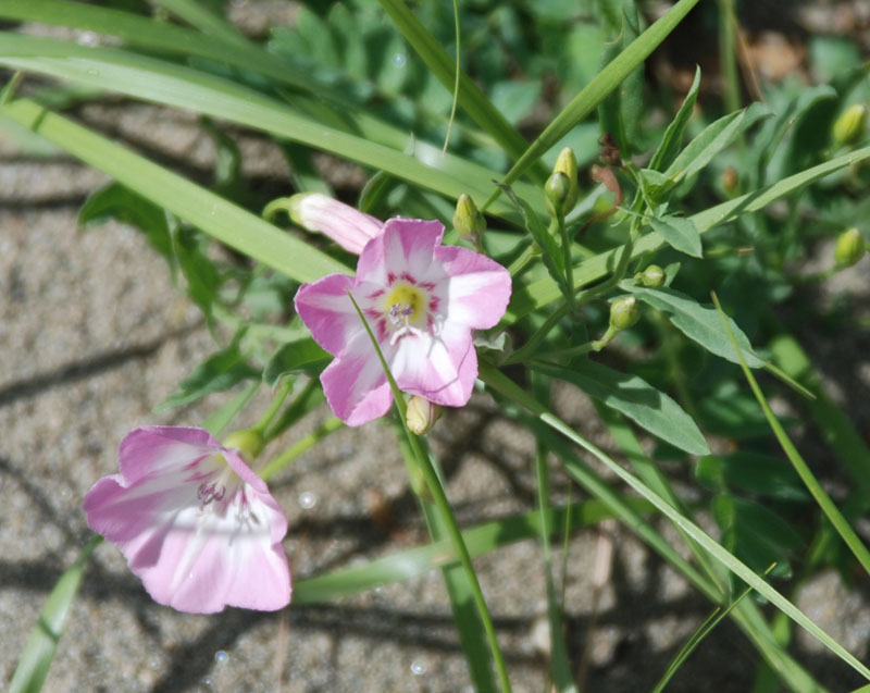 Image of Convolvulus chinensis specimen.