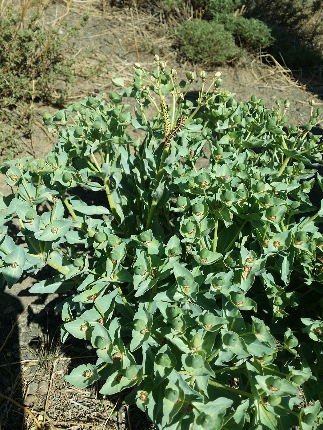 Image of Euphorbia mongolica specimen.