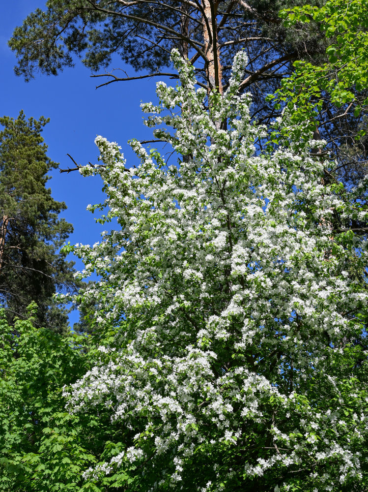 Изображение особи Malus domestica.