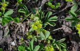 Sibbaldia procumbens. Цветущее растение. Хакасия, Орджоникидзевский р-н, берег оз. Ивановское, ≈ 1000 м н.у.м., у воды. 08.06.2022.