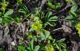 Sibbaldia procumbens. Цветущее растение. Хакасия, Орджоникидзевский р-н, берег оз. Ивановское, ≈ 1000 м н.у.м., у воды. 08.06.2022.