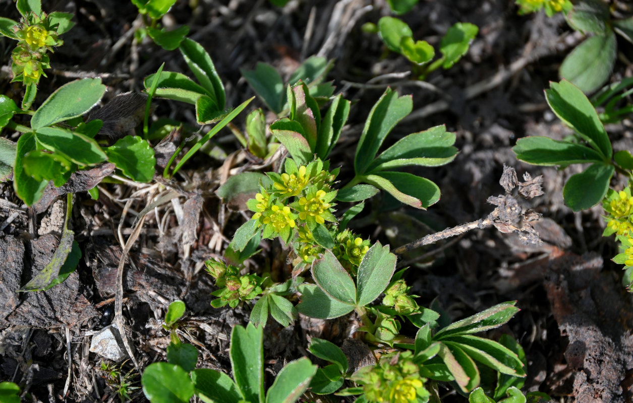 Изображение особи Sibbaldia procumbens.