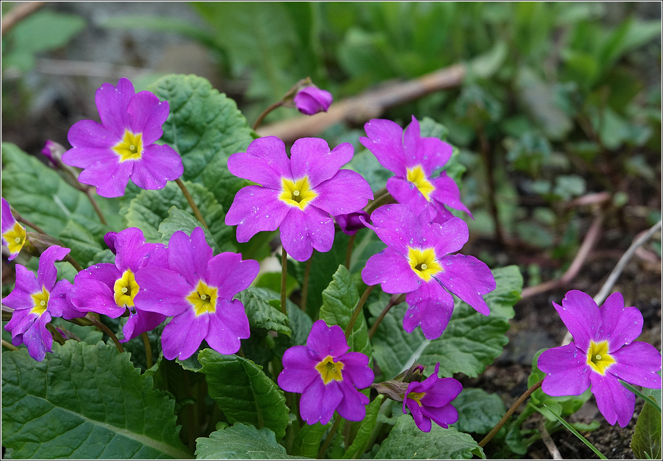 Изображение особи Primula vulgaris.