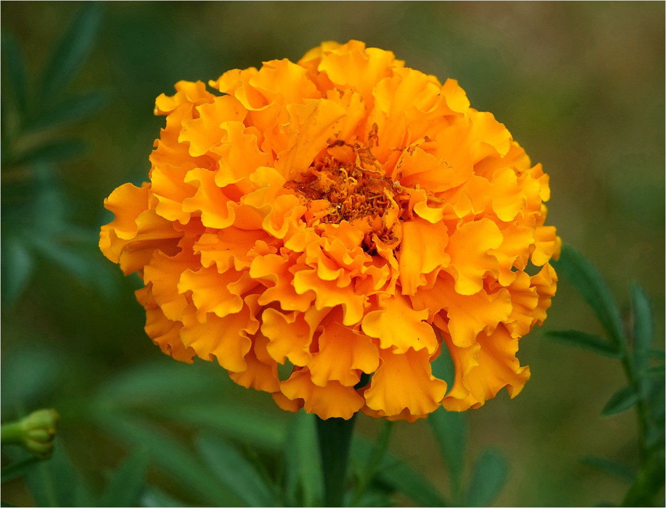 Image of Tagetes erecta specimen.