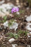 Geranium tuberosum. Цветущее растение. Краснодарский край, м/о г. Новороссийск, южный склон Маркотхского хребта, можжевеловое редколесье, каменистый склон. 02.05.2021.