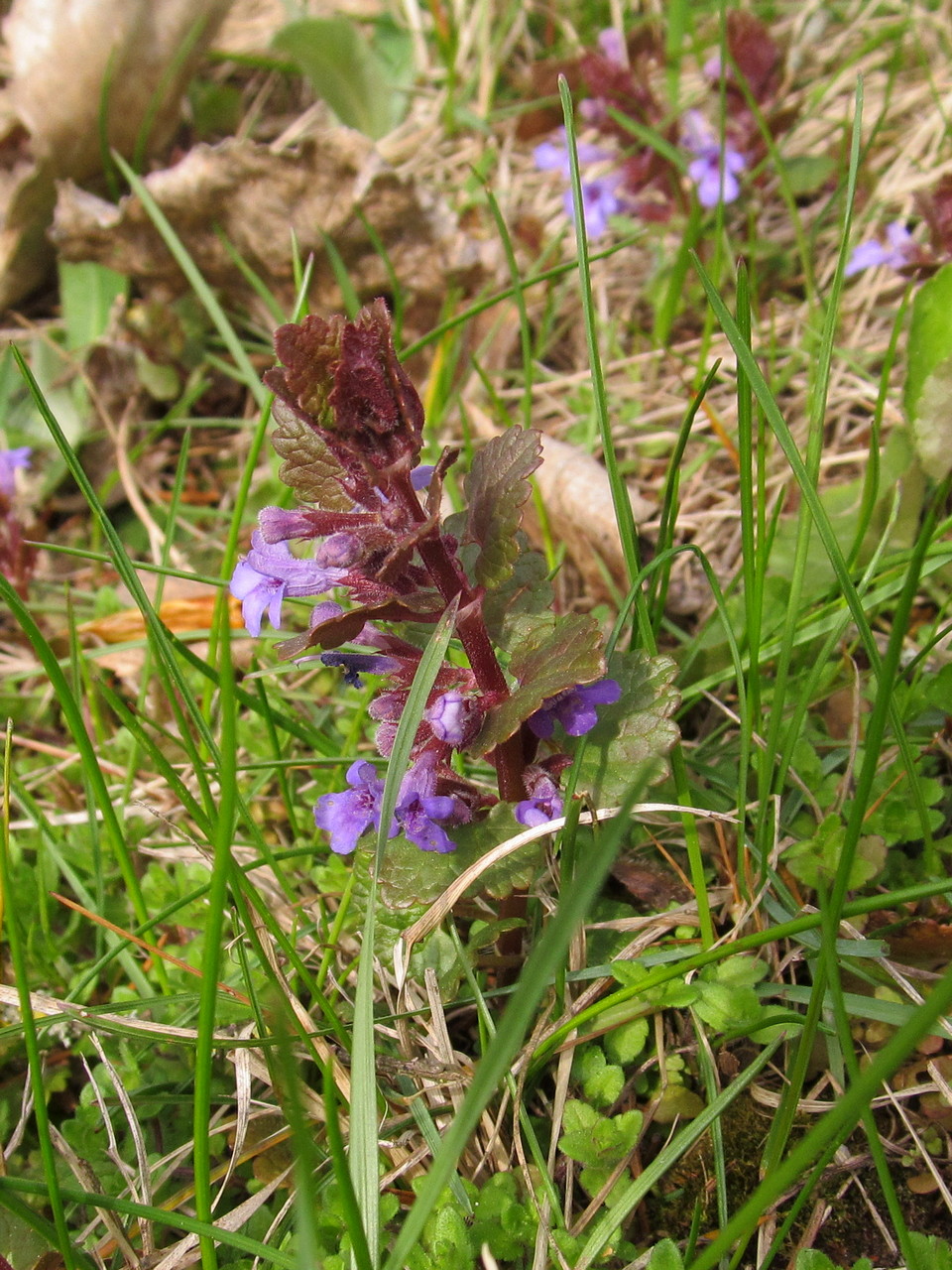 Image of Glechoma hederacea specimen.