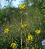 Erysimum cheiranthoides. Верхушка плодоносящего и цветущего растения. Магаданская обл., г. Магадан, ост. Аммональная, разнотравная поляна в ивняке. 16.07.2018.