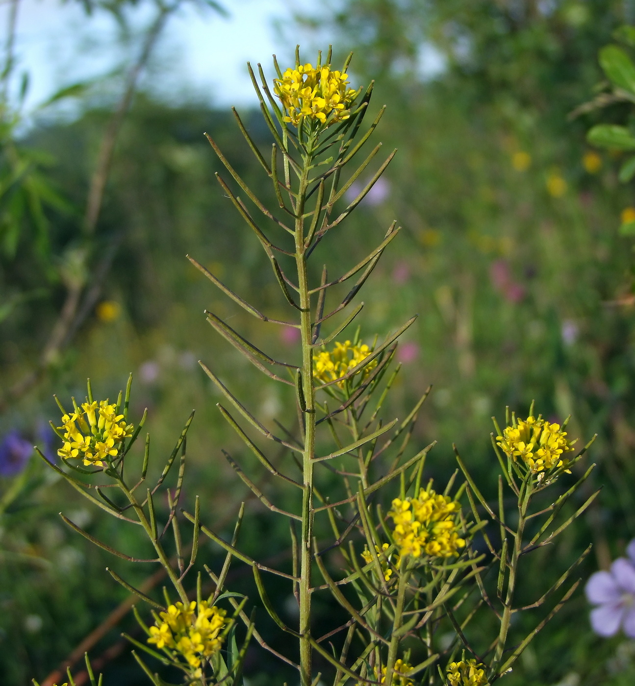 Image of Erysimum cheiranthoides specimen.