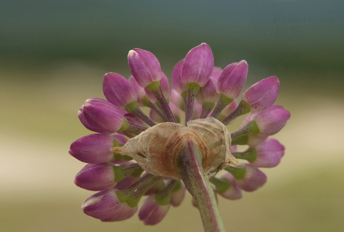 Изображение особи Allium spirale.