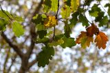 Quercus infectoria. Верхушки веток с листьями в осенней окраске. Израиль, г. Иерусалим, ботанический сад университета. 30.11.2022.