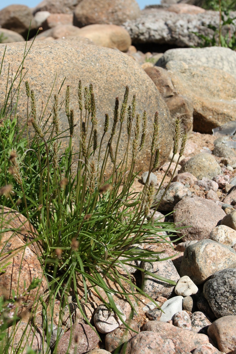 Image of Plantago maritima specimen.