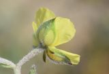 Helianthemum salicifolium