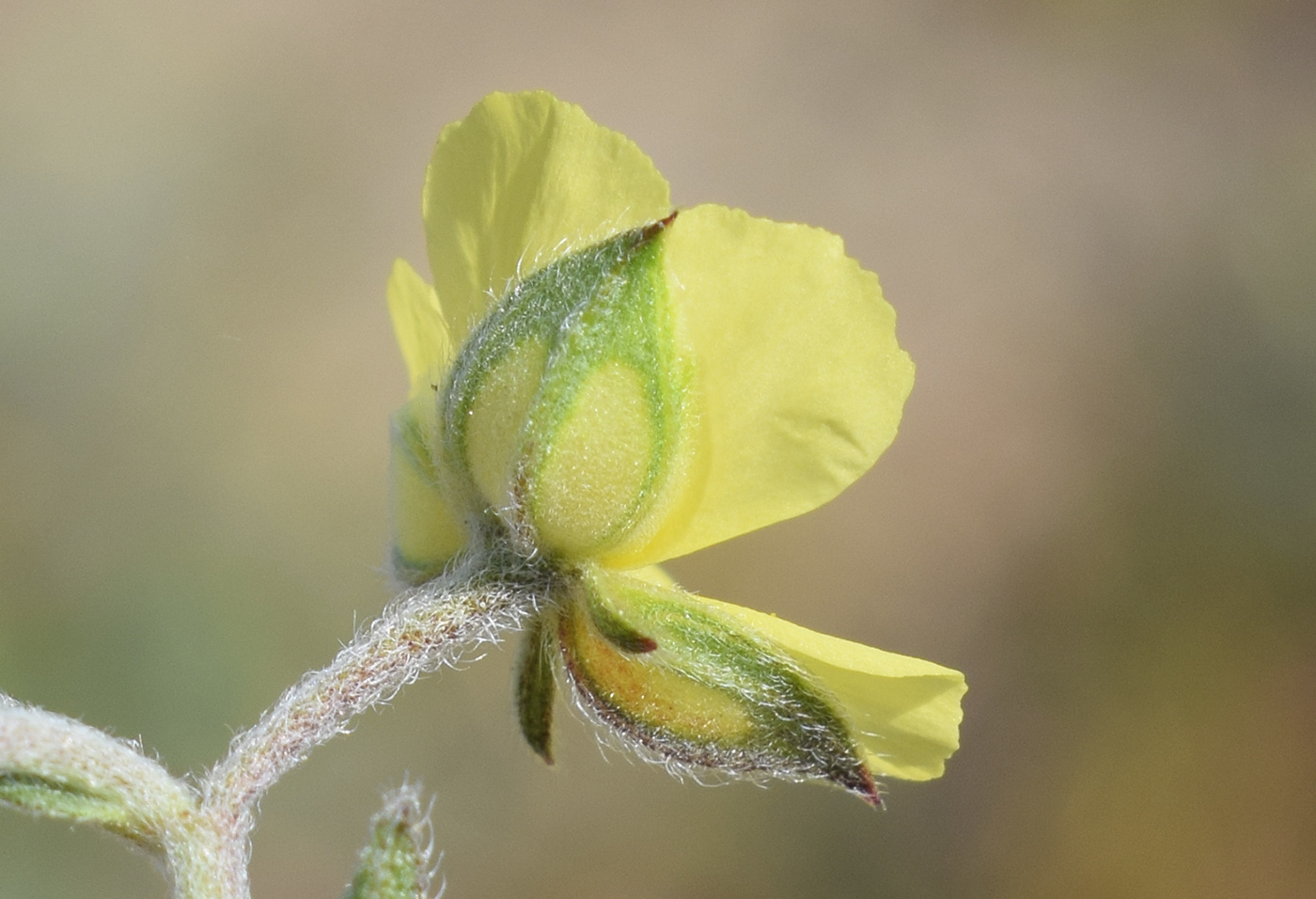 Изображение особи Helianthemum salicifolium.