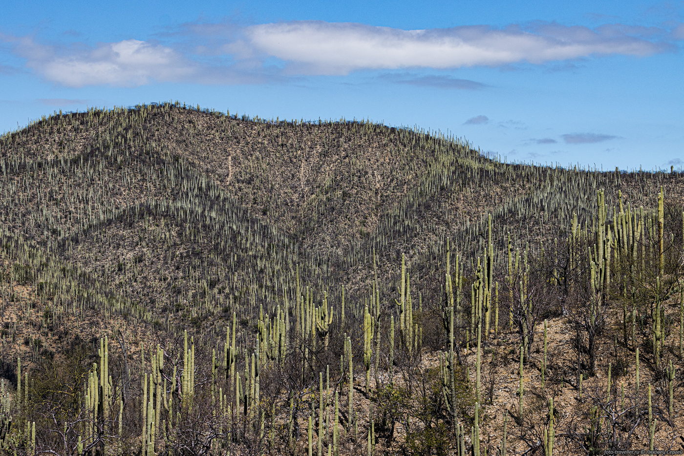 Image of familia Cactaceae specimen.