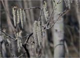 Populus tremula. Отцветшие мужские соцветия. Москва, Ферганский проезд, сохранившийся у домов лес. 12.04.2023.