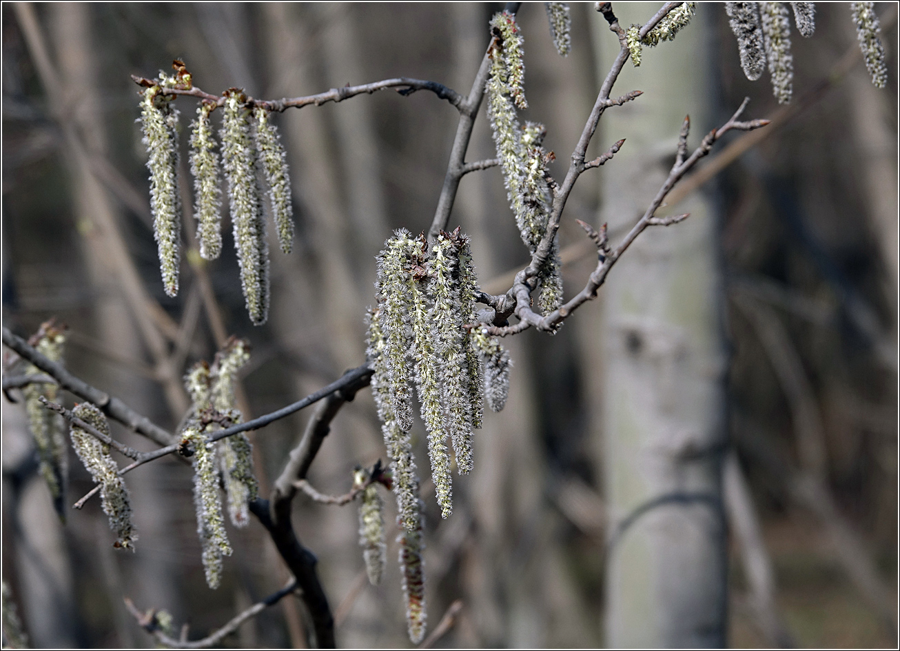 Image of Populus tremula specimen.