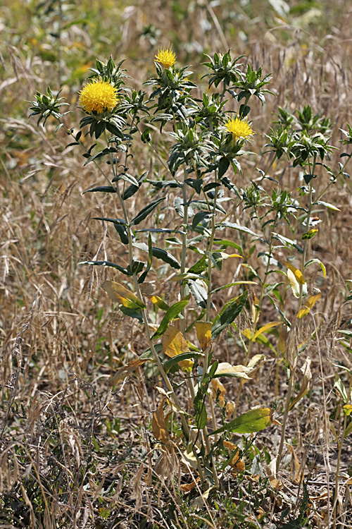Image of Carthamus tinctorius specimen.