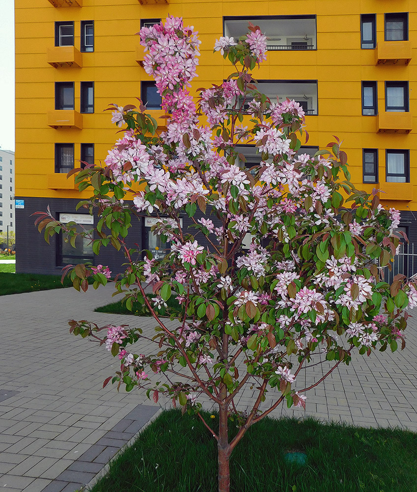 Изображение особи Malus &times; purpurea.