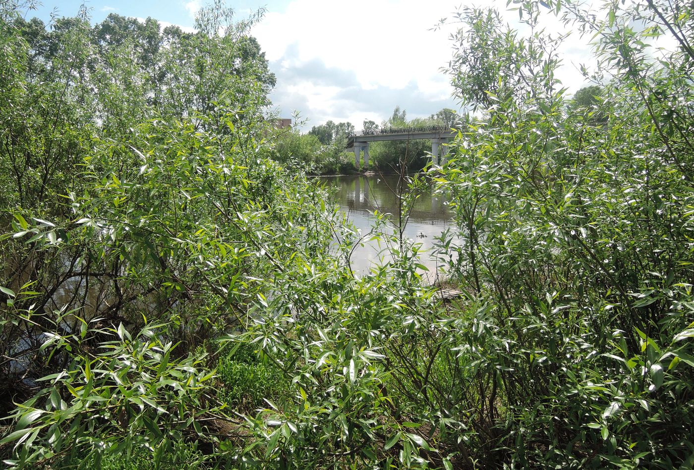 Image of Salix euxina specimen.