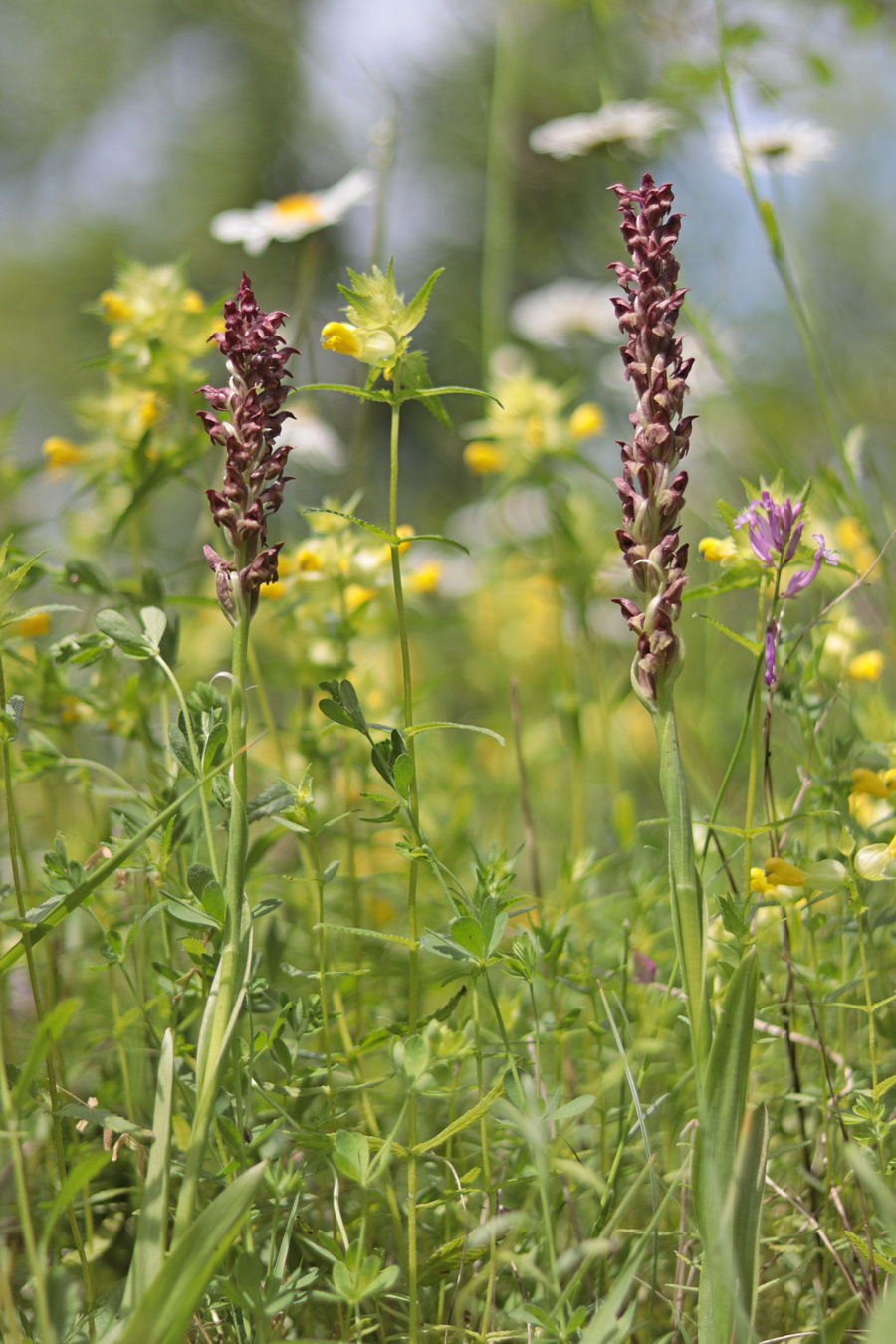 Изображение особи Anacamptis coriophora.