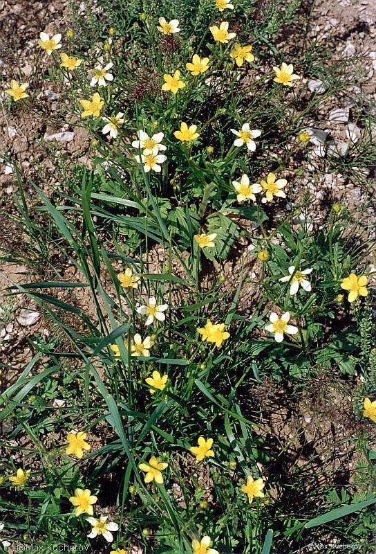 Image of Ranunculus oxyspermus specimen.