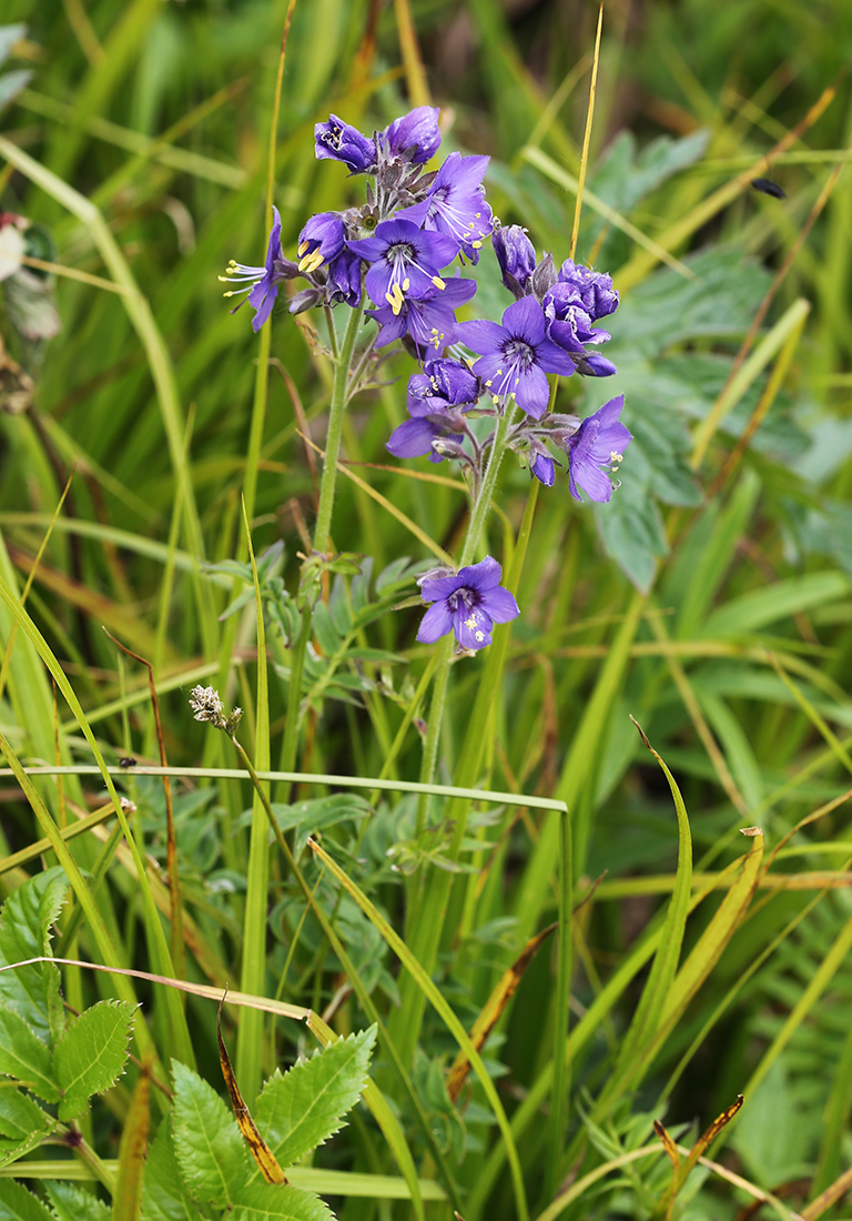 Image of Polemonium laxiflorum specimen.