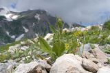 Knautia montana