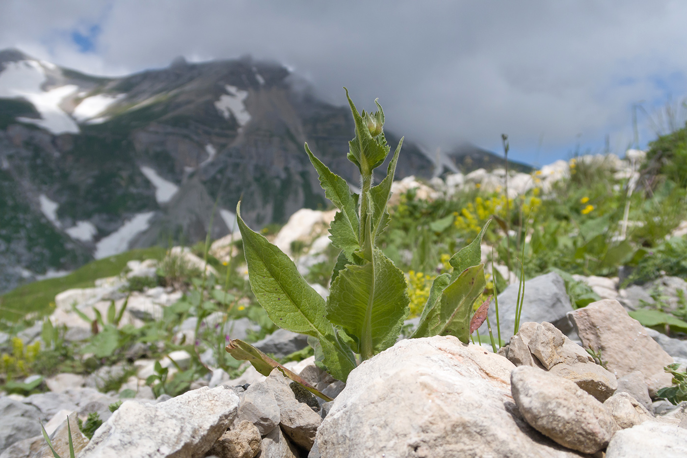 Изображение особи Knautia montana.