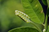 Vicia amurensis. Развивающееся соцветие и часть листа. Приморский край, Уссурийский гор. округ, окр. с. Монакино, вершина небольшой сопки, широколиственный лес. 21.07.2023.