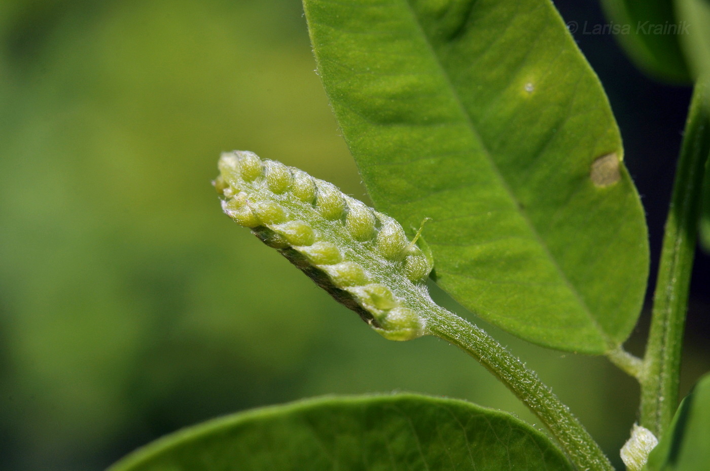 Изображение особи Vicia amurensis.