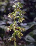 Epipactis helleborine