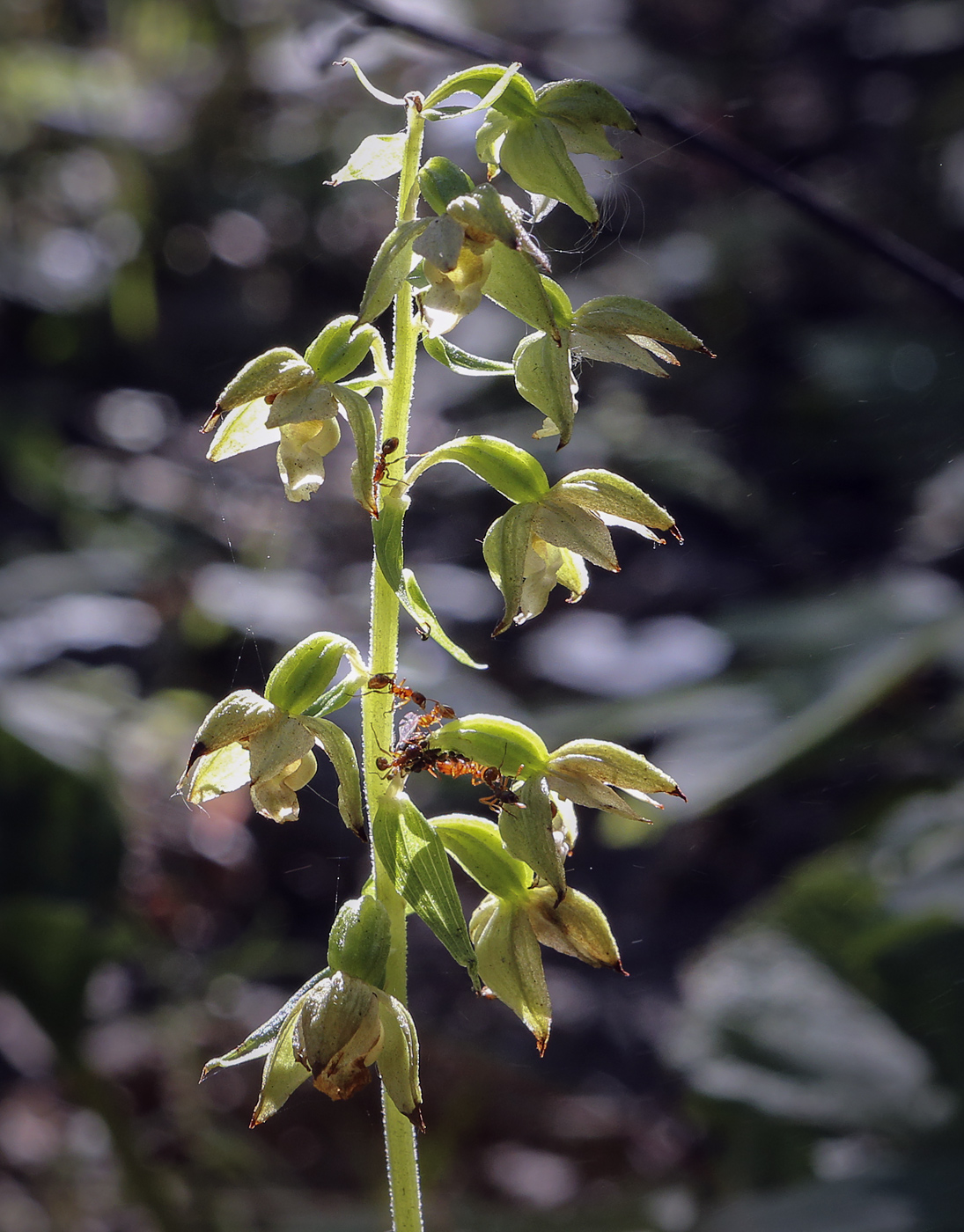 Изображение особи Epipactis helleborine.