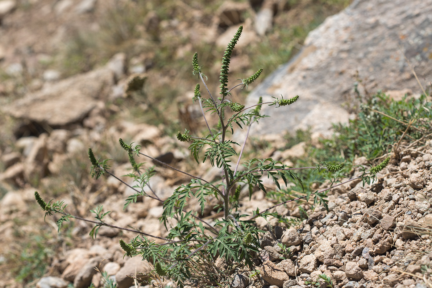 Image of Ambrosia artemisiifolia specimen.