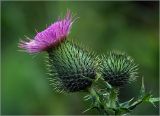 Cirsium vulgare. Соцветия раскрывшееся и развивающееся. Московская обл., Раменский р-н, окр. дер. Хрипань, садовый участок. 22.08.2023.