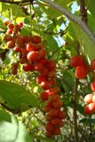 Schisandra chinensis