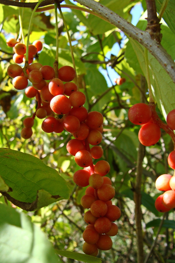 Изображение особи Schisandra chinensis.