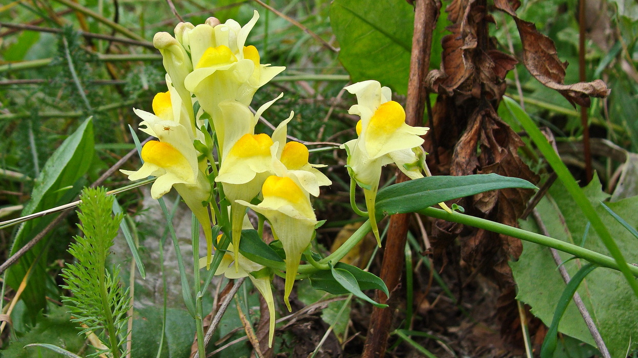 Изображение особи Linaria vulgaris.