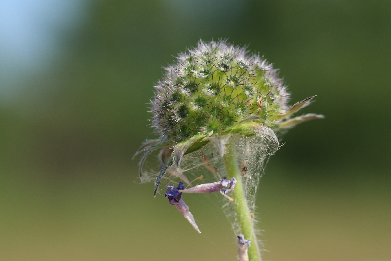 Image of Knautia arvensis specimen.