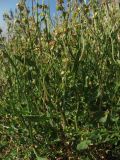 Rumex hastifolius