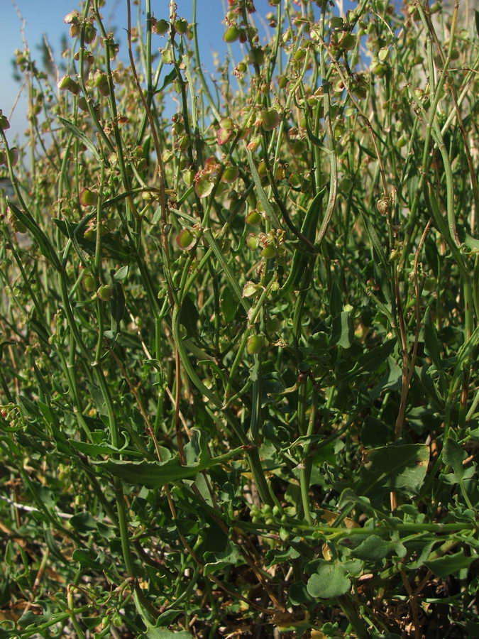 Изображение особи Rumex hastifolius.
